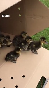 A 'grate' story of duck rescue! | BBC Manchester