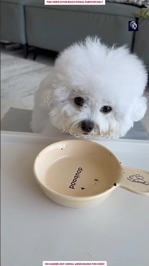 This Cute Dog’s Morning Routine Before School 😱