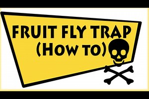 How to Make a Simple Fruit Fly Trap