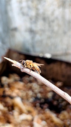Drone bee is a type of male bee. These bees play a special role in their colony and are important in their life cycle. Here are some interesting facts about drone bees: Male Bee* Drone bees are males and their main job is to mate with the female bees in the colony. Stingless* Drone bees do not have a stinger, so they cannot sting anyone. Role in Colony* Drone bees play an important role in the colony, but they are not involved in collecting honey or taking care of the beehive. Reproduction* The 