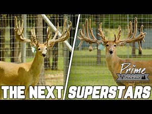 The Next Big Names in the Deer Industry! | Prime Acres 2023