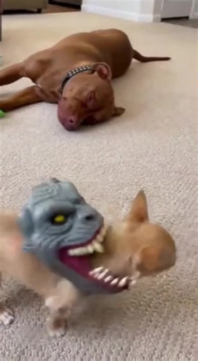 Chihuahua Reacts to Monster Mask in Hilarious Video
