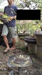 158K views · 788 reactions | Biar tekor asal kesohor藍藍藍 Modal pot Rp20.000 Dapat view 500=$00,02=Rp300 Brarti tekor Rp19.700 Tapi aku tetep bahagia藍藍藍 #bonsaiAntingputri #themax30cm #audioviral | Karimun Java | Facebook