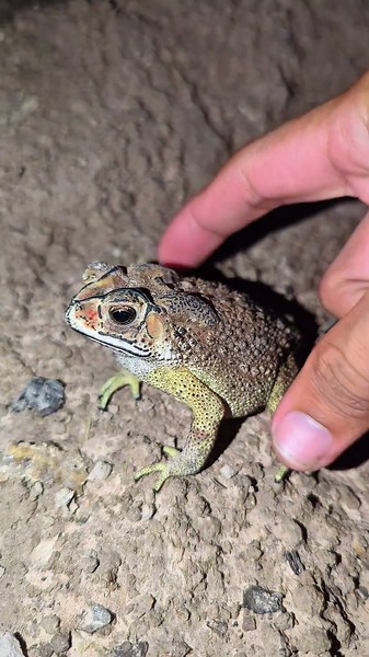 Big Frog and Froggy, show action funny boing boing | Catch frogs for fun | Video funny