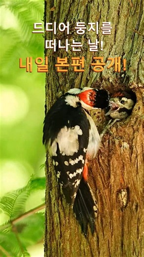 15일간의 감동, 오색딱따구리 육추 다큐