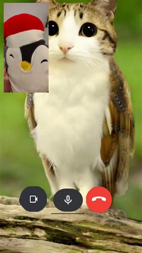 penguin screaming at meowl