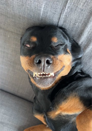 Funny Dog Kisses and Adorable Sleeping Face