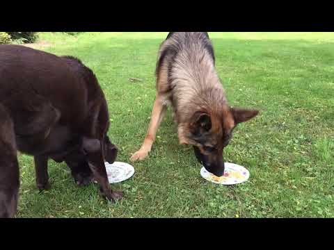 Food Review: German Shepherd VS Labrador