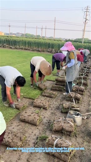 How sod farms work: cutting and rolling grass turf