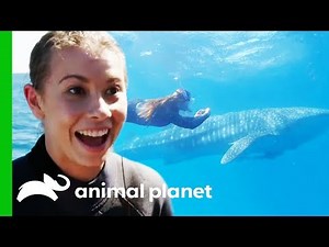 Bindi Swims With A Whale Shark And Names Him After Her Dad! | Crikey! It's The Irwins