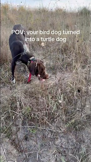 Didn’t have these guys in our fall hunt bingo cards! 🐢 #huntingdog #funnydog #gwp #uplandhunting