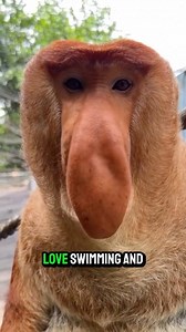 51K views · 1K reactions | This Monkey’s Nose Is Big for One Reason! #monkey #proboscismonkey #MonkeyLife #factsyoudidntknow #wildanimals #animallover | Moviez | Facebook