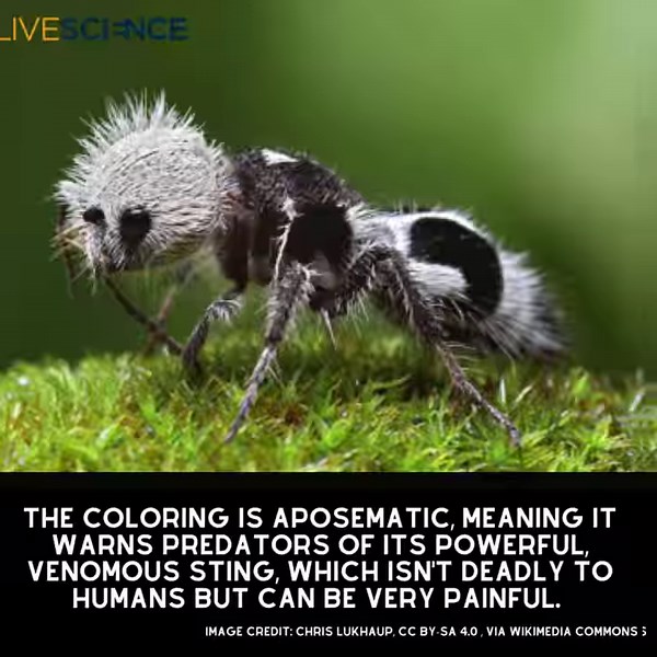 3.7K views · 79 reactions | Panda ants are actually wasps masquerading as an adorable ant, with black and white females possessing stingers half as long as their entire bodies. Learn more  https://trib.al/45IiF0C | LiveScience | Facebook