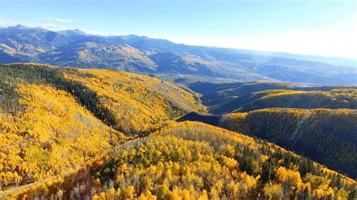 This yellow tree can turn dead land into a forest in just years