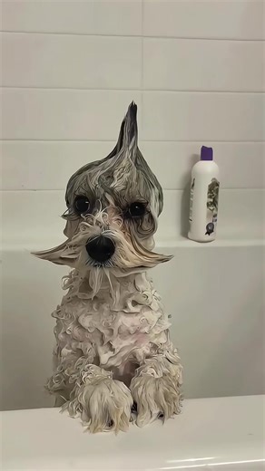 Dogs That Love Bath Time: A Compilation of Joy