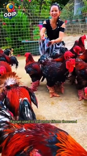 The Chicken With Human-Like Legs?! 😳 Meet Vietnam’s $2000 King Chicken