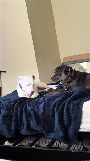 Dog Jealousy: Smokey and Stoney's Adorable Rivalry