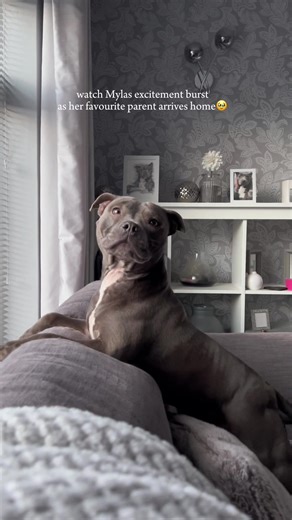 The Best Time of Day with Myla the Blue Staffy