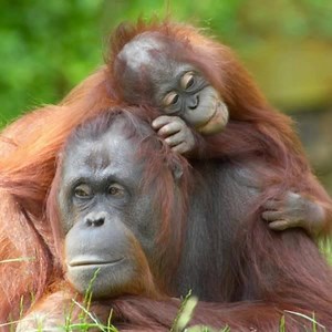 URGENT: Help save the remaining 7,500 wild Sumatran orangutans by securing their rainforest home. Donate now! | Rainforest Action Network - RAN