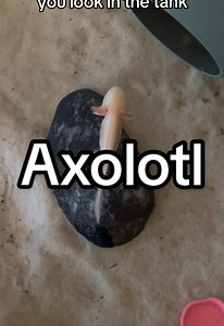 Axolotl Behavior: Captivating Tank Interaction