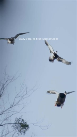 It’s all we need . . . #rollingthundergamecalls #floodedtimber #duckseason #ducks #leveycut