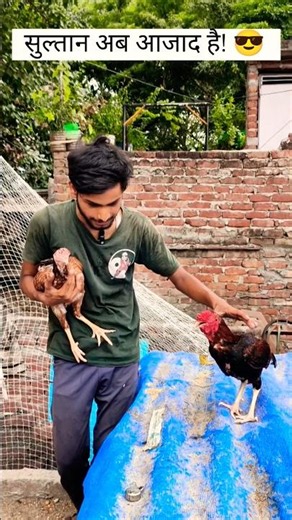 Why I Separated Sultan?🤔 #rooster #chicken