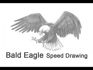 Bald Eagle (Flying / Hunting) Time-lapse / Speed Drawing