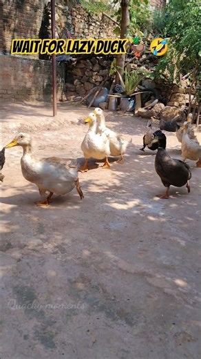 Cute duck lazy moments 🦆😂 #duck #birds #animalshorts #shorts #aseelmurga