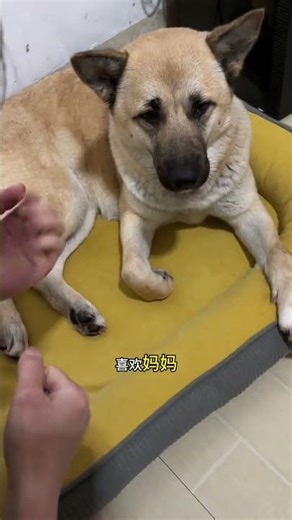 Turtle Soup Recipe: Why Xiaokui's Version Stands Out