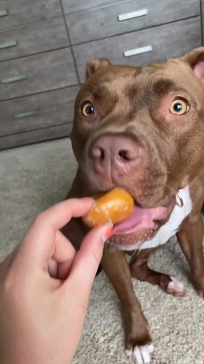 Trying Sugar Nuggets for the First Time with Tatum 🐶