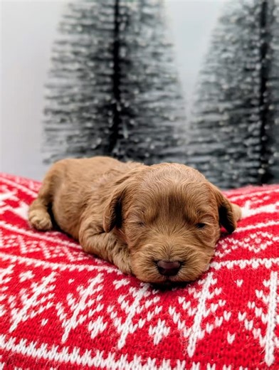 Sunny Day Doodles on Instagram: "🌟 Sweet Arrival Announcement! 🌟 We’re overjoyed to introduce Maple, Willow, and Oak — the precious Mini Australian Labradoodles from our sweet Aspen and handsome Goose! 🐶💛 These beautiful babies have arrived safely and we’re happy to share that all three are already matched with their forever families. 🏡 🌿 Gorgeous wavy fleece coats 🌿 Expected adult weight: 20–25 pounds 🌿 The perfect little trio to start the new year Thank you to all the wonderful familie