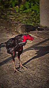 Kallu#Java Aseel #Bangladesh #High quality | Java Aseel