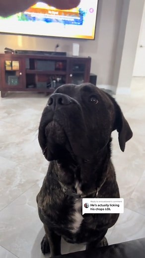 Reply to @anissabower here you go. The original with his lip smacking noises. 😂 | Mykomushroom