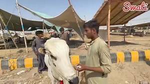 102K views · 1.3K reactions | 30 Saal K Record Toot Gaya  || Northen Bypass Mandi War Gaye || Chand Raat Update By Swati ❤️ For promotion And vloging: 03243467856 #malirmandi #bhainscolony #sohrabgoth #cattlemarket #f4f #brahman #livestock #cow #cows #farm #cowsofinstagram #cattle #animals #nature #farming #Dangerous | Mandi by Swati -Vlogs | Facebook