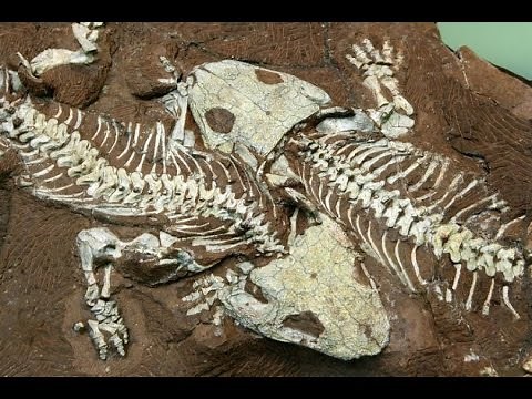 [Doku] Dinosaurier - Spurensuche in der Urzeit [HD]