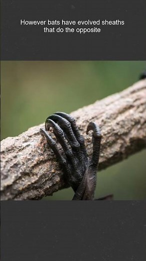 How come bats don't fall out of trees? #science #biology #animals