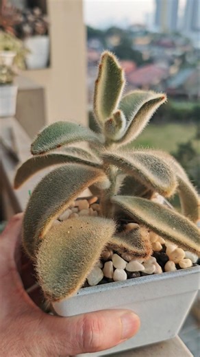 my 6 month old #Panda #Plant #GoldenFuzzy April 2026
