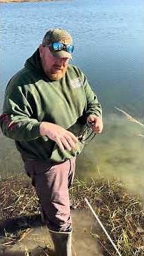 How to trap muskrats easily