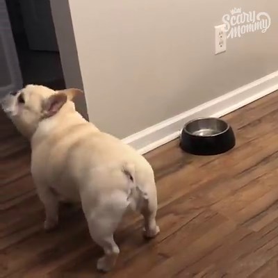 Cashew the French bulldog is on a diet and he's not happy about it. | Scary Mommy Time Out