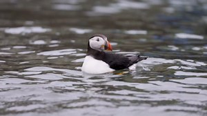 RAW VIDEO: Oona The Wayward Puffin Returns Home To The Sea After Getting Lost In The West Midlands 1/2
