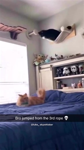 Cats Wicked on TikTok