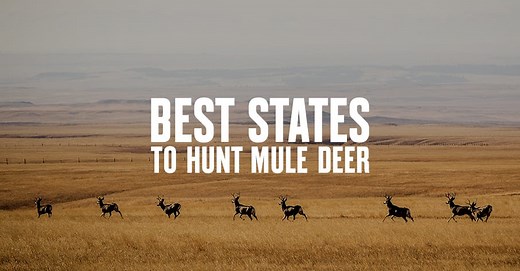 Best States for Mule Deer Hunting: Ultimate Guide & Tips | onX Hunt