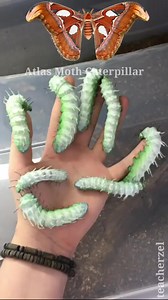 23 reactions · 3 comments | Atlas Moth Caterpillar (Mariposa) #mariposa #atlasmothcaterpillar #caterpillar #teacherzel #fypシ゚ | Teacher Zel | Facebook
