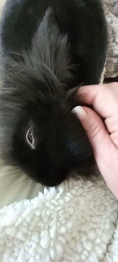 rabbit tooth purring turn up 🔊 ( see description)