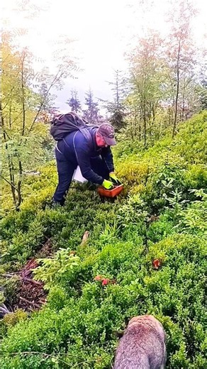 Picking wild blueberries in the Carpathian mountains 🏔️🫐