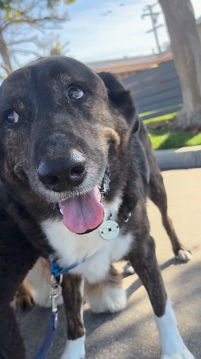 Monday Pack | Pup Adventures by Suzanne