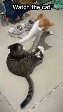 ​Cat Slap Compilation! #cat #funny