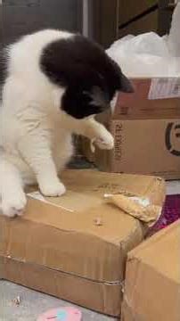 Video zachycuje různé vtipné situace s kočkami – nečekané skoky,