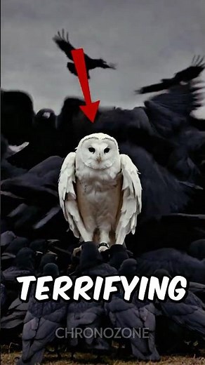 Top 5 Bird Screams So Scary You’ll Think It’s a Horror Movie (NOT CLICKBAIT)