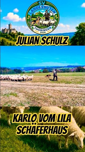 SV State Sheepdog Trial🏆 Thuringia on 07/25/2026 in Königsee Julian Schulz 4th Place #germanshepherd